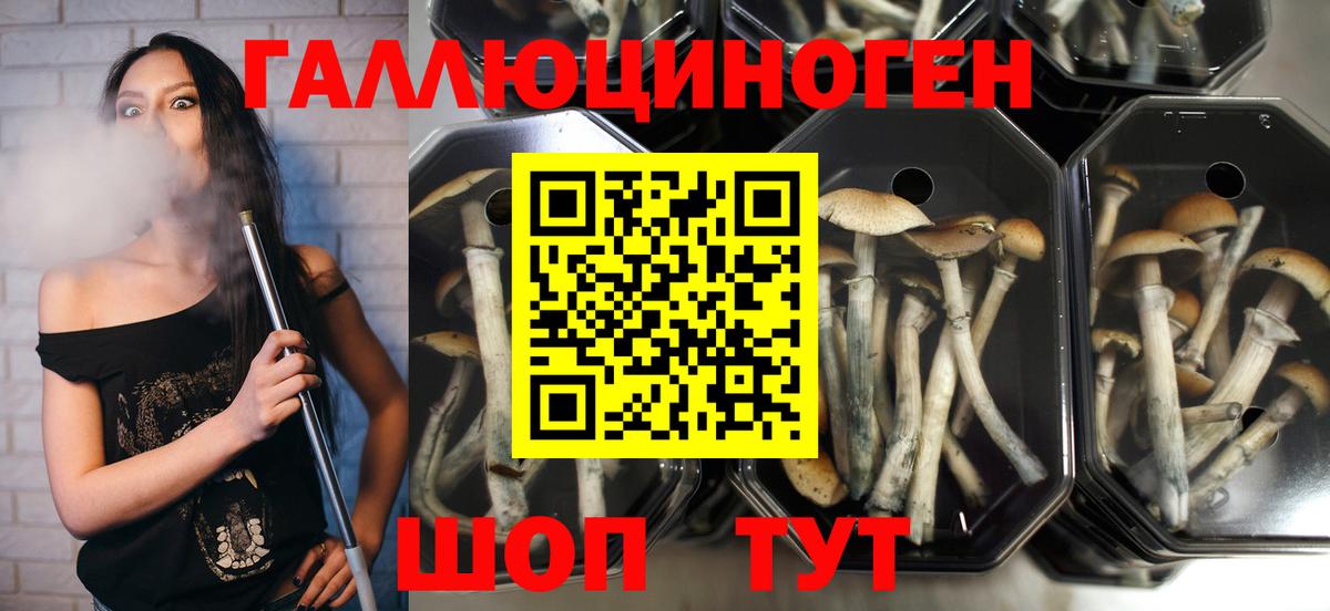 Искитим  Галлюциногенные грибы Magic Shrooms  Вход с VPN  Псилоцибиновые грибы прущие грибы 